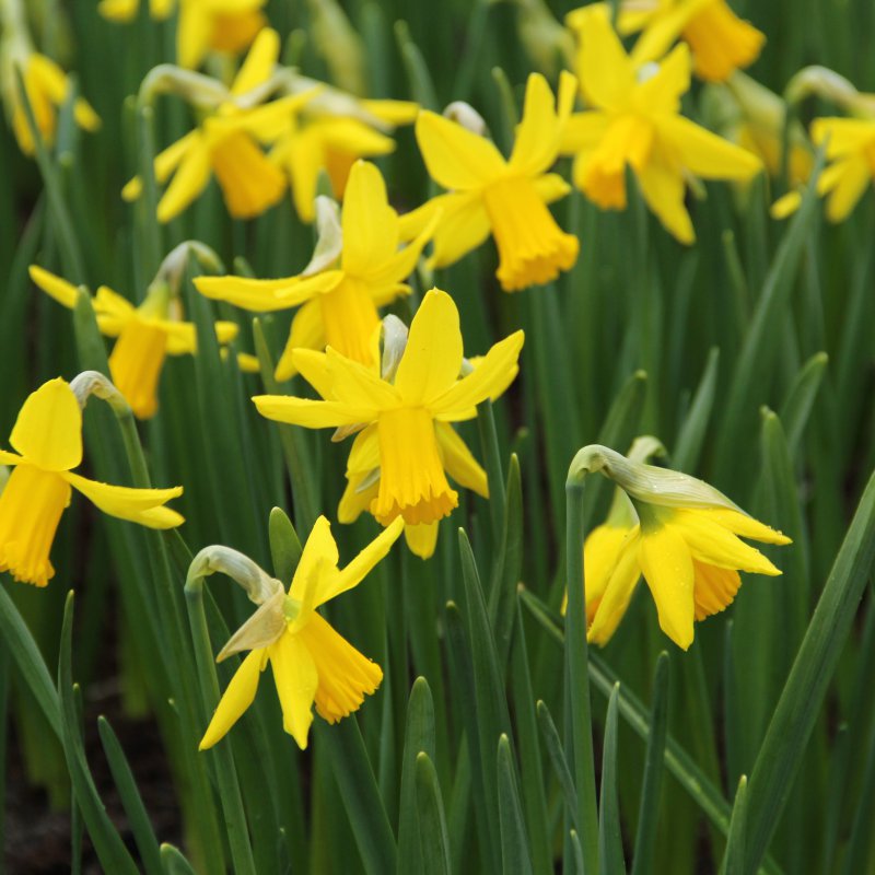 Narcissus 'February Gold'