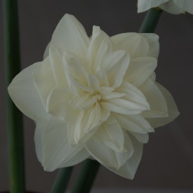 Narcissus 'White Medal'®
