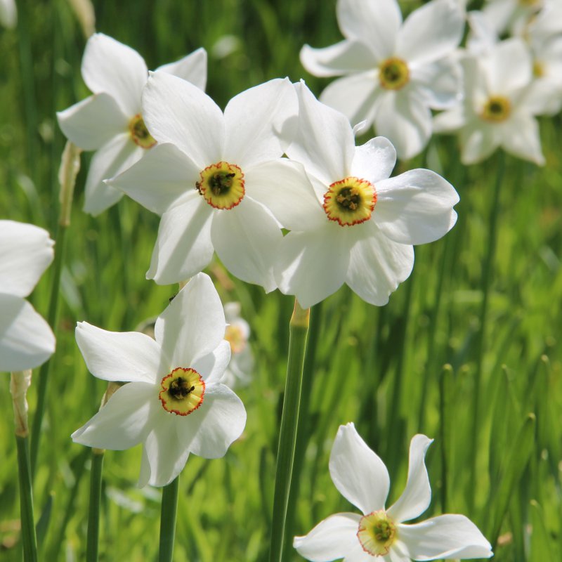 Narcissus poeticus var. recurvus