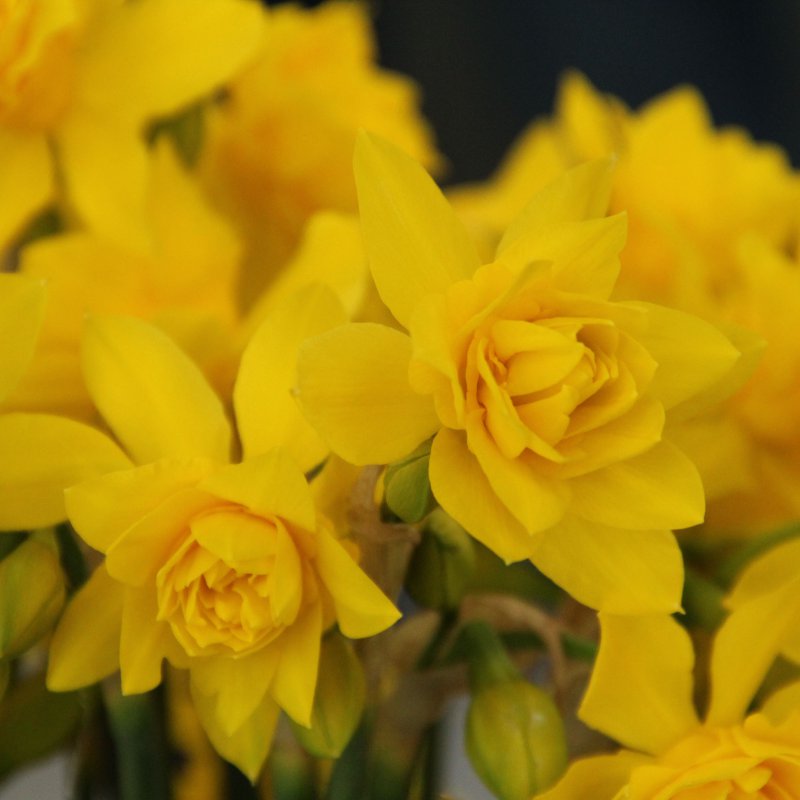 Narcissus X Odorus Plenus