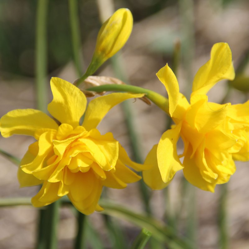 Narcissus x odorus 'Plenus'