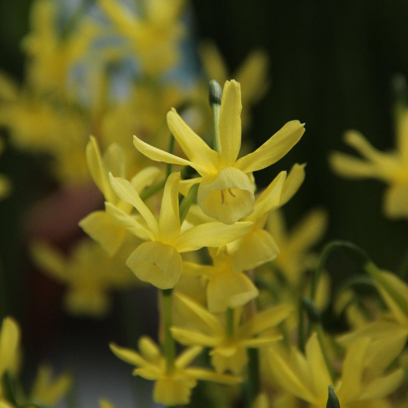 Verberghe Bloembollen