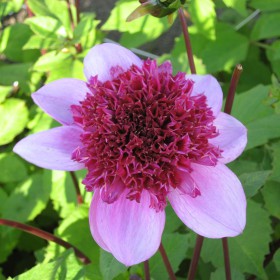 Dahlia 'Blue Bayou' ®