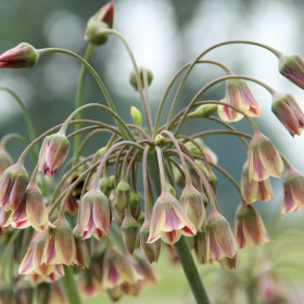 Allium siculum...