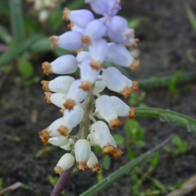 Muscari muscarimi