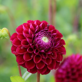 Dahlia 'Ivanetti'
