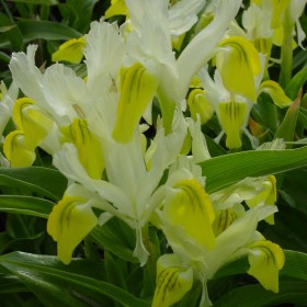 Iris bucharica