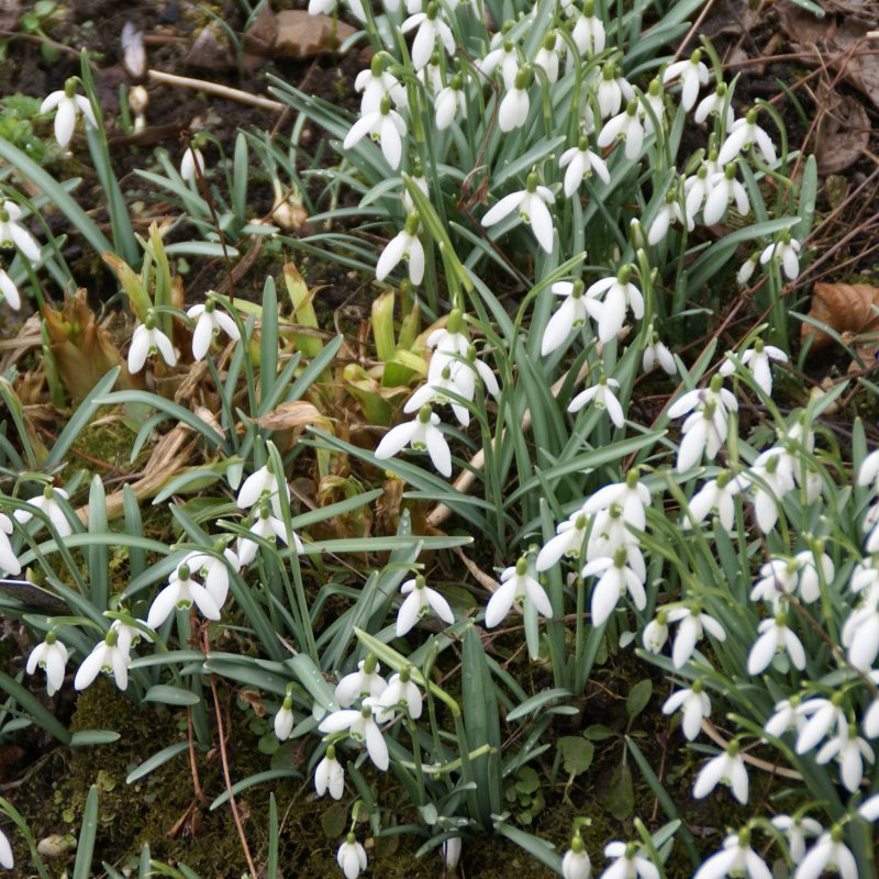 Verberghe Bloembollen