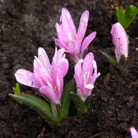 Colchicum bulbocodium 