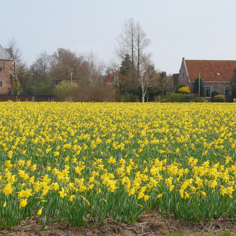 Verberghe Bloembollen