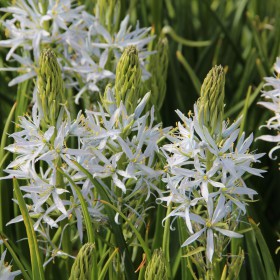 Camassia 'Blue Heaven'®