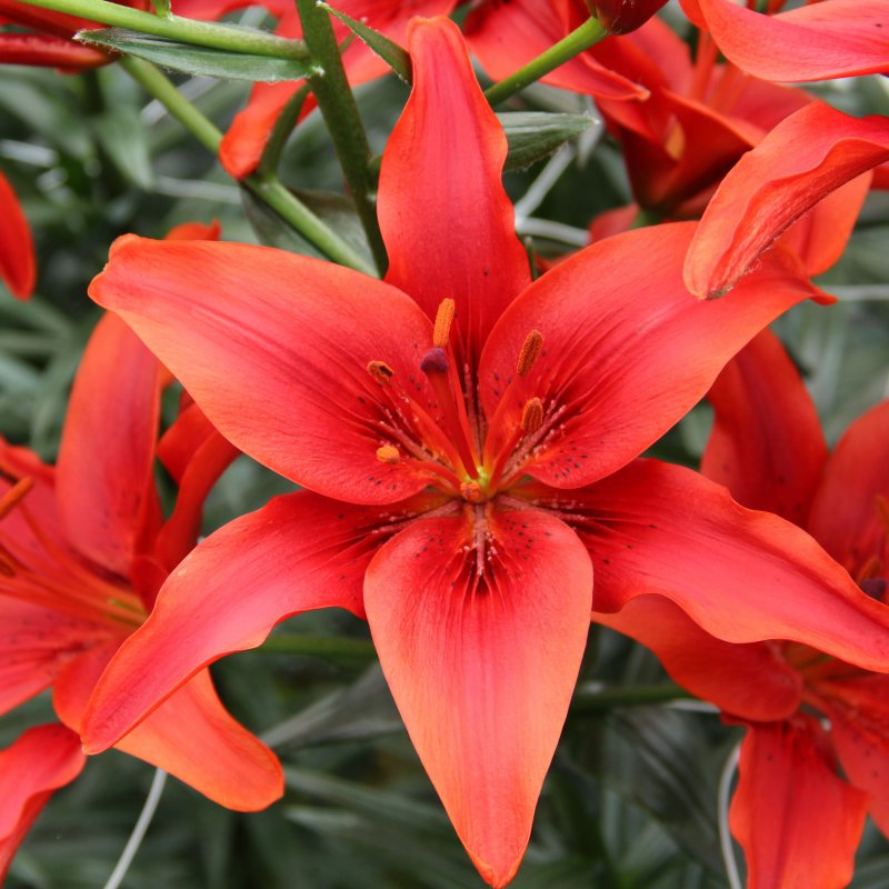 Lilium 'Red County'