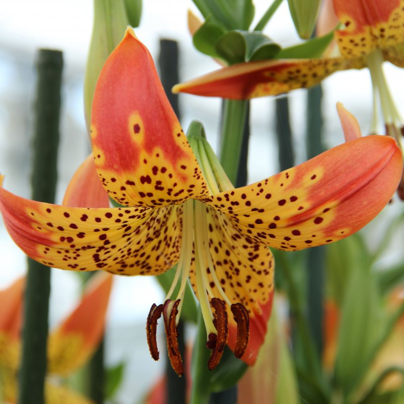 Lilium 'Fusion'