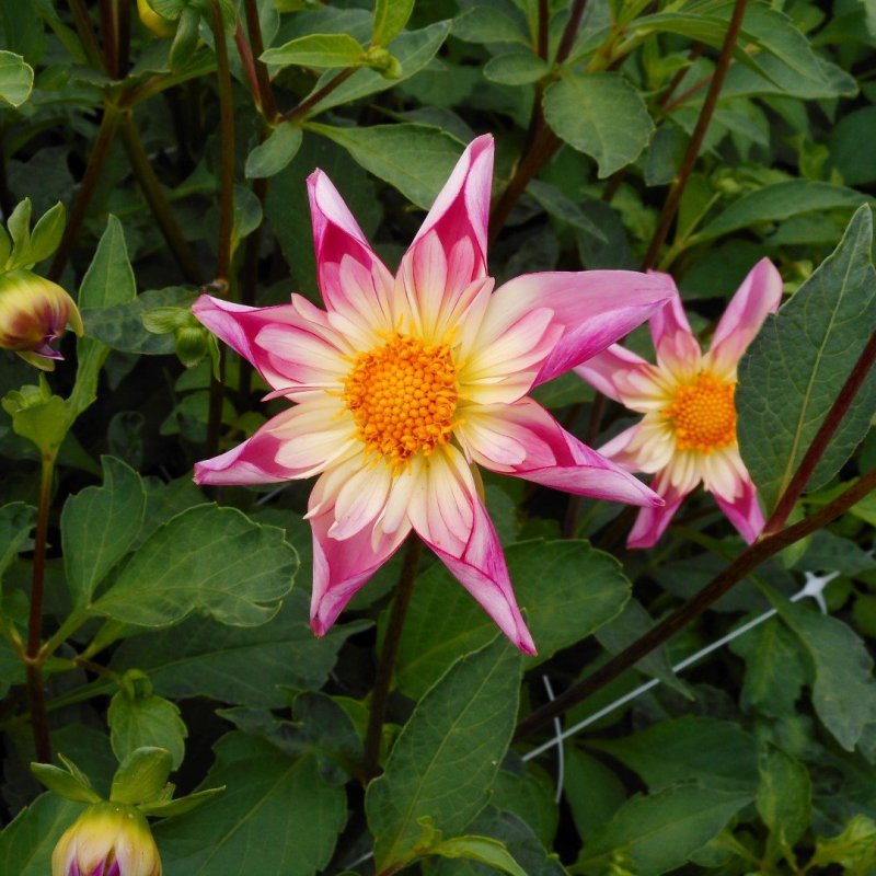 Dahlia 'Fancy Pants'