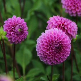 Dahlia 'Isabel'