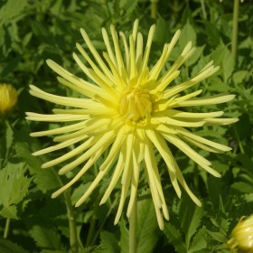 Dahlia 'Gryson's Yellow...