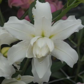 Lilium 'Lotus Beauty'