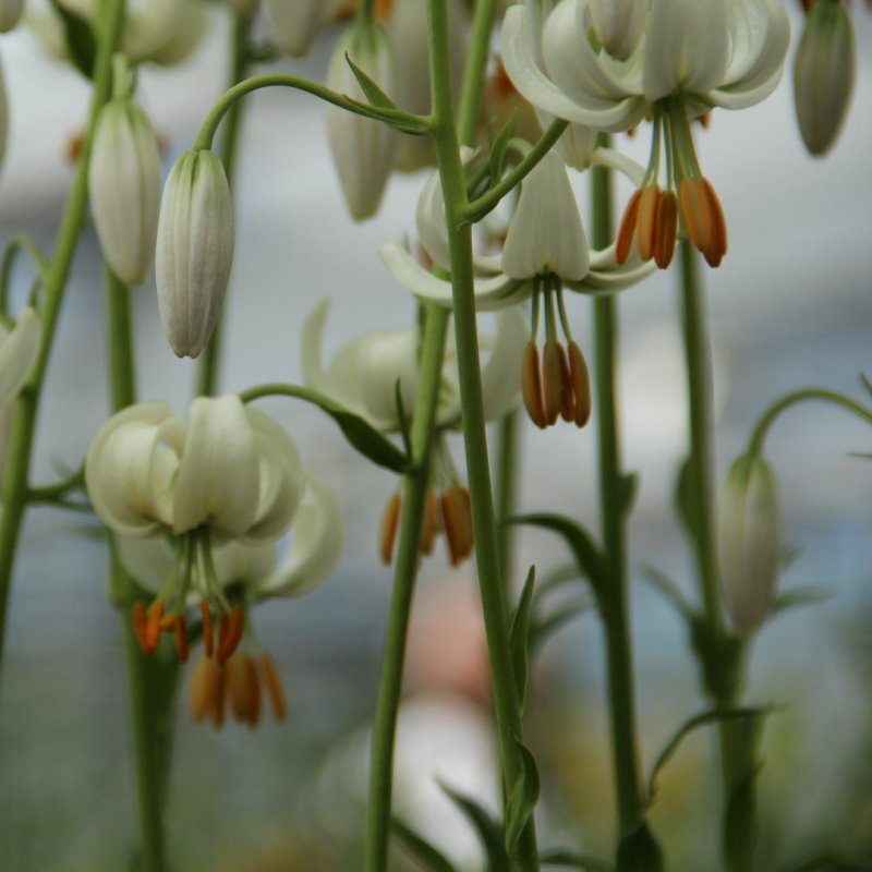 Lilium martagon 'Snowy Morning'
