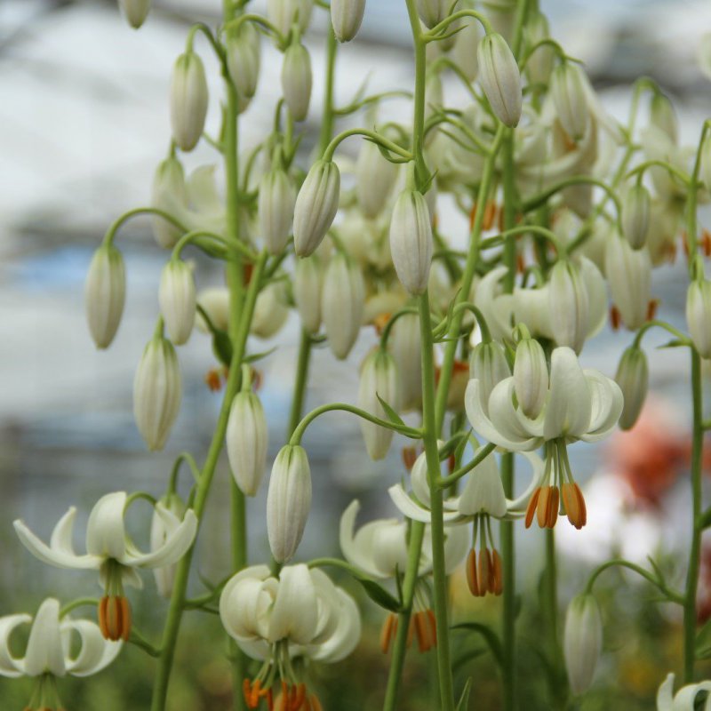 Lilium martagon 'Snowy Morning'