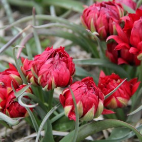 Tulipa humilis 'Samantha'