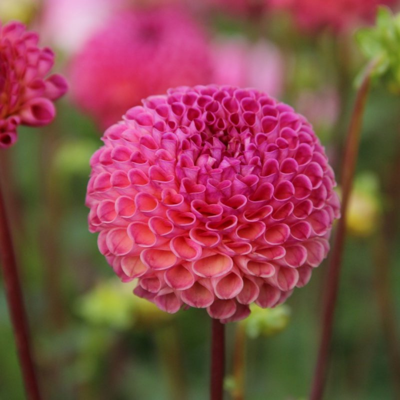 Dahlia 'Burlesca'