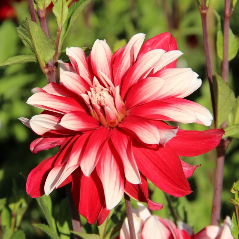 Dahlia 'Catching Fire'