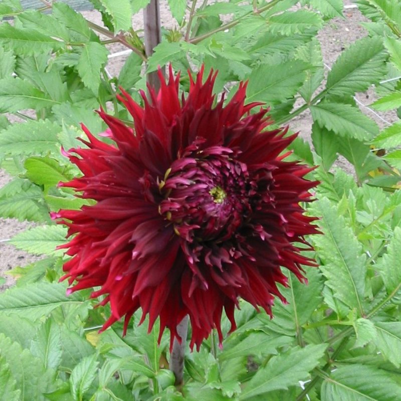 Dahlia 'Kenora Macop B'