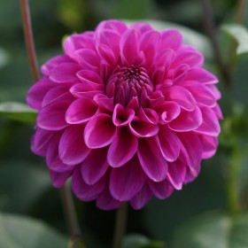 Dahlia 'Purple Fox' ®