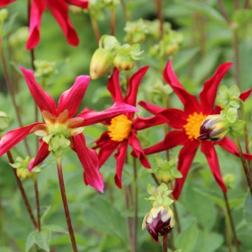 Dahlia 'Honka Rood'
