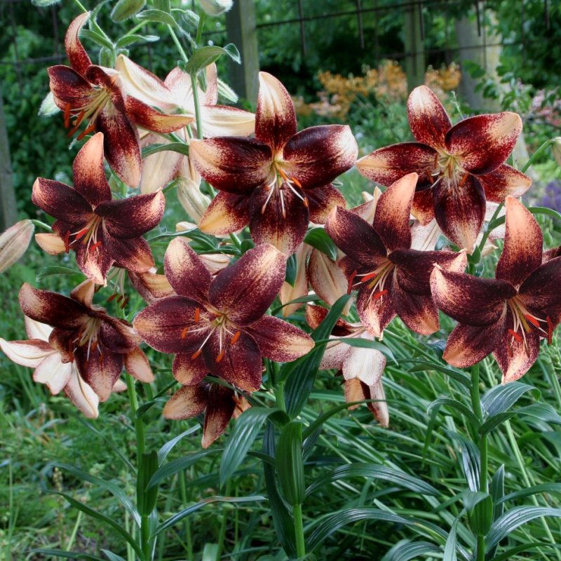 gloxinia trumpet flower brown calex