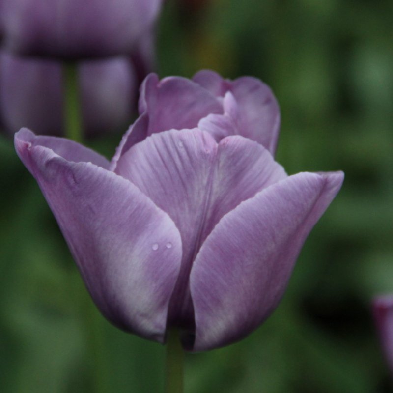 Tulipa 'Bleu Aimable'