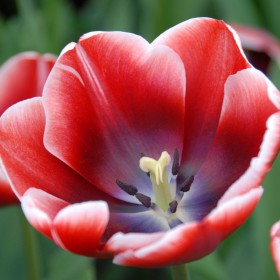 Tulipa 'Armani'