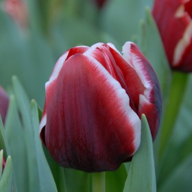 Tulipa 'Armani'