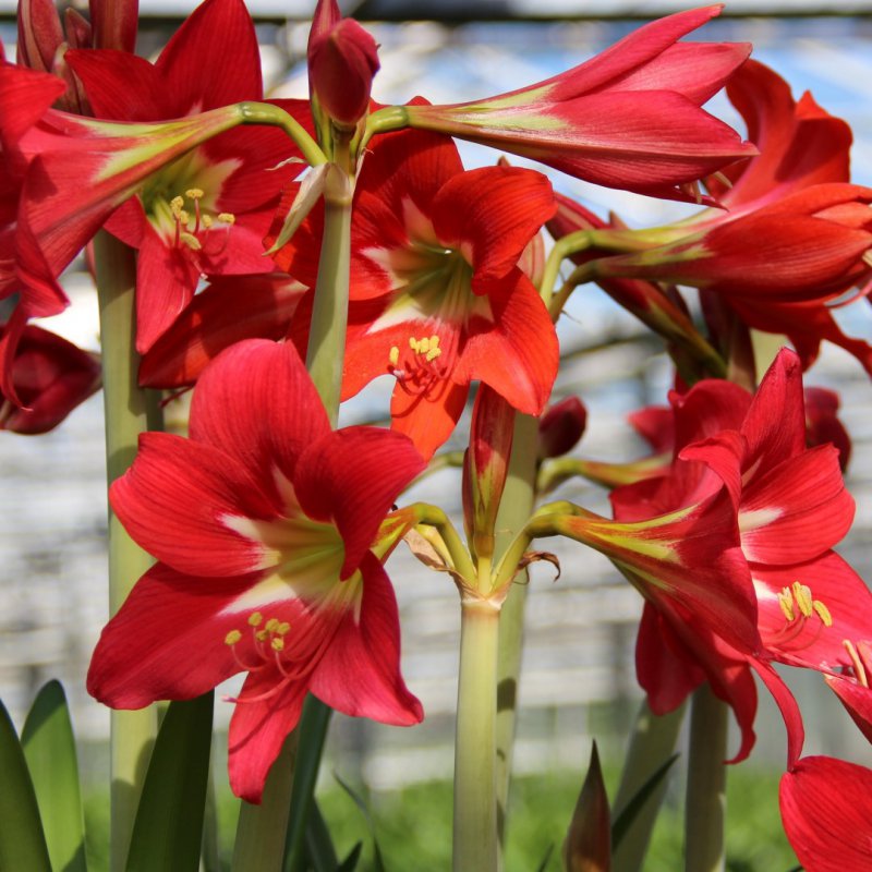 Hippeastrum 'Striped Garden'