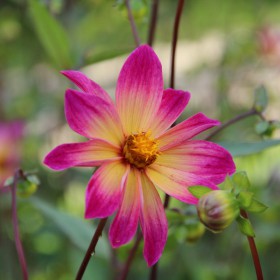 Dahlia 'Bright Eyes' BIO
