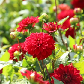 Dahlia 'Gallery Singer' ®