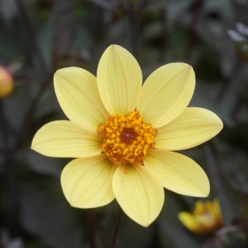 Dahlia 'Happy Single Party' ®