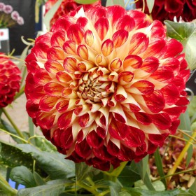 Dahlia 'Jowey Joshua'
