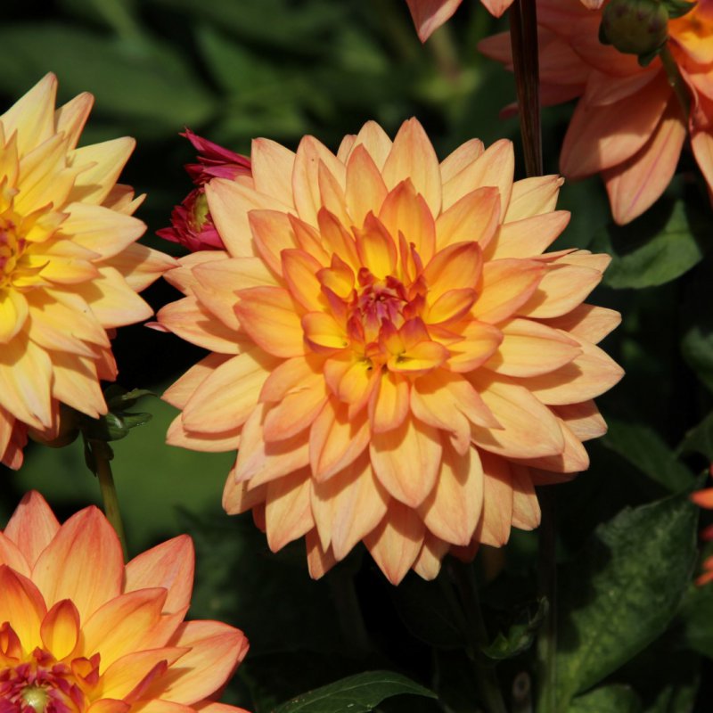 Dahlia 'Melody Pink Allegro'