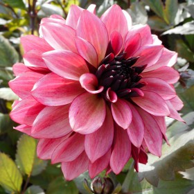Dahlia 'Night Silence'