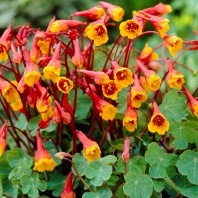 Tropaeolum tuberosum