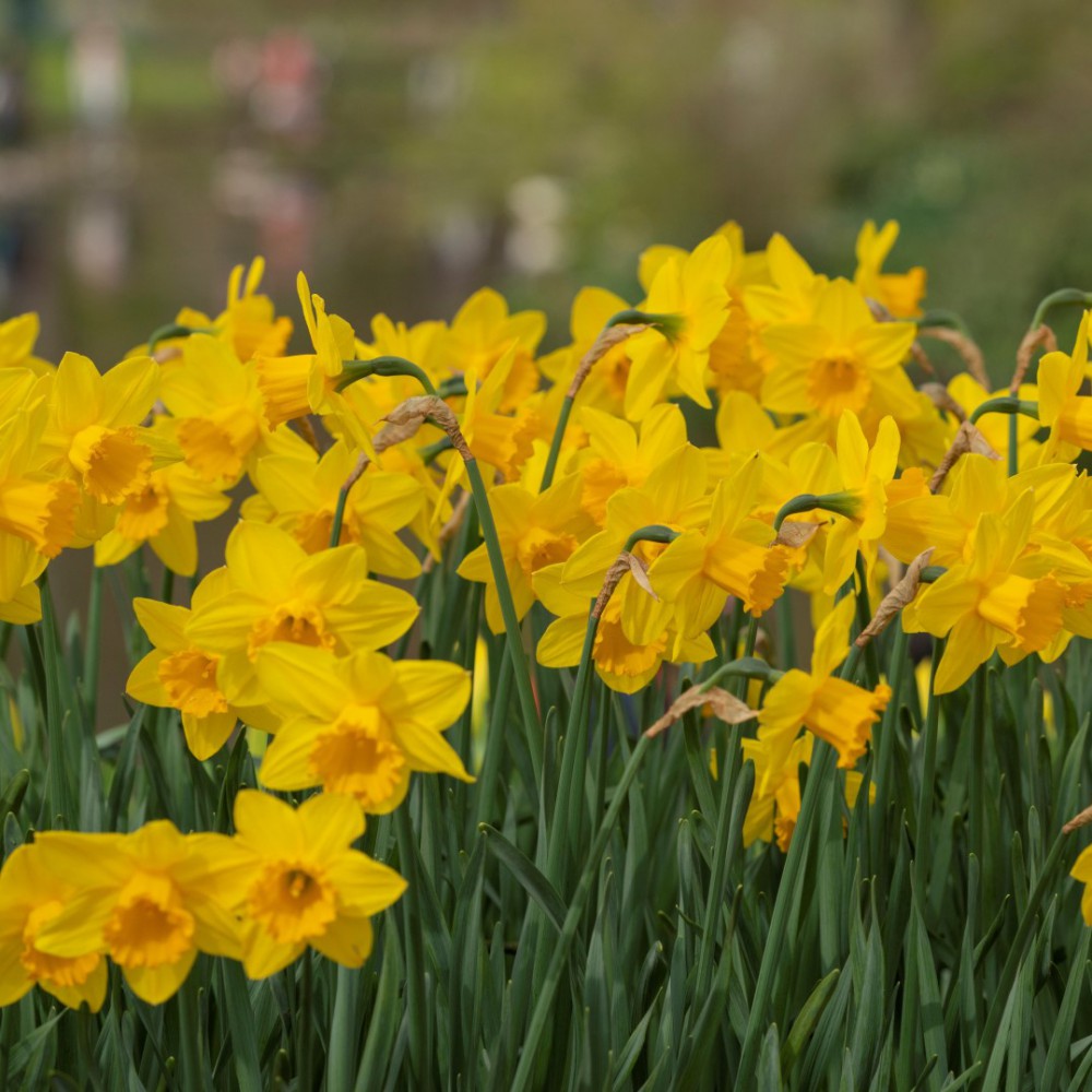 Narcissus, daffodils