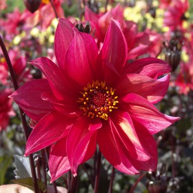 Dahlia 'Waltzing Mathilda'...