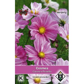 Cosmos bipinnatus 'Rosetta'...