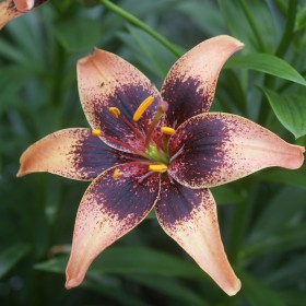 Lilium 'Whistler'