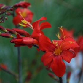 Crocosmia 'Orangeade'