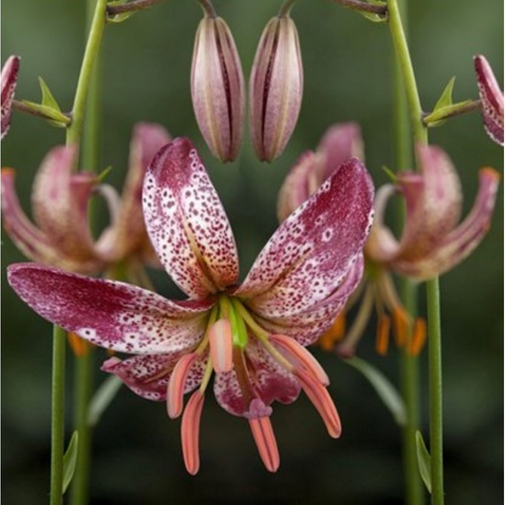 Lilium martagon 'Alberta Morning'