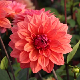 Dahlia 'American Dawn'