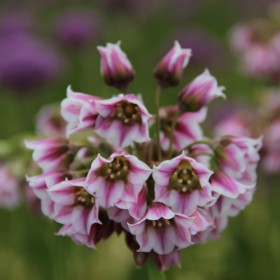 Allium tripedale...