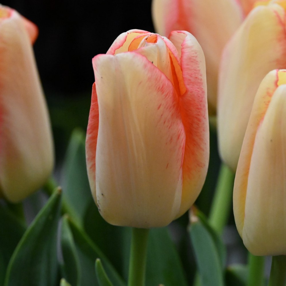 Tulipa 'Tequila Sunrise'